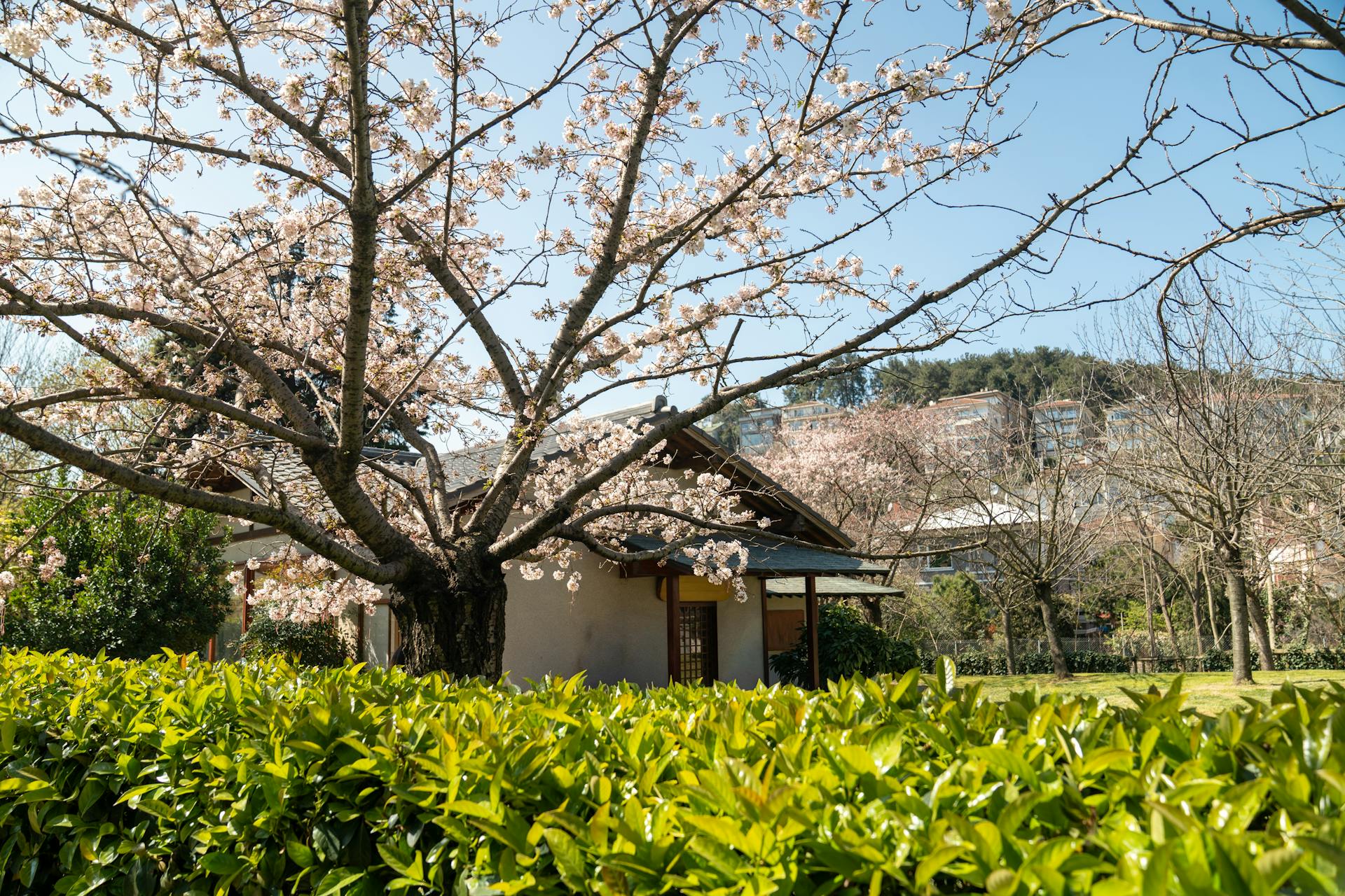 就労支援ニコリ