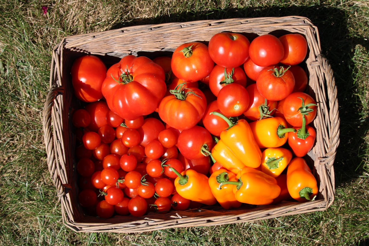 Employment Support Nikori